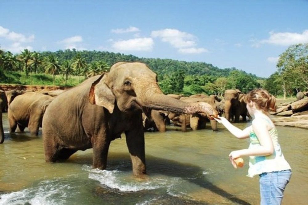 Meet and greet friendly elephants at Pinnawala en route to the Hill Country!